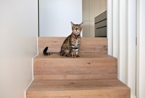 Treppe Sarnen